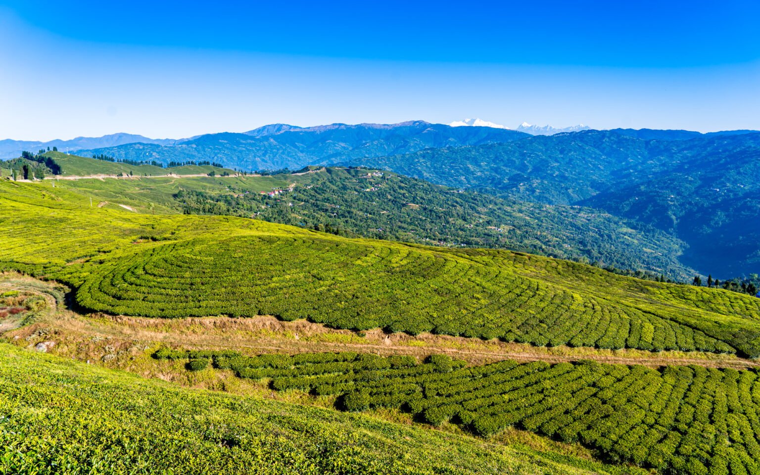 landscape view of Tea Greenland